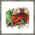 Australian Frilled Necked Lizard Framed Print