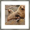 Australian Fur Seal 02 Framed Print