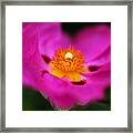 Australian Hibiscus Hot Pink Framed Print