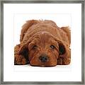 Australian Labradoodle Puppy, Chin On The Floor Framed Print