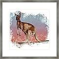Australian Red Kangaroo Framed Print