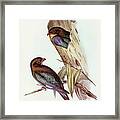 Australian Roller, Eurystomus Australis Framed Print