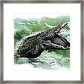 Australian Saltwater Crocodile Framed Print