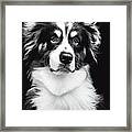 Australian Shepherd Framed Print