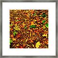 Autumn Colors On The Forest Floor Framed Print