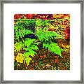 Autumn Fern And Mossy Log Fx Framed Print