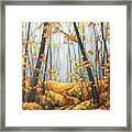 Autumn Forest Framed Print