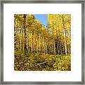 Autumn Golden Aspen Splendor Framed Print