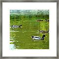 Autumn Harmony Of Ducks Lake Framed Print