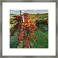 Autumn In The Vineyard Framed Print