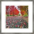 Autumn Leaves Framed Print