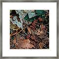 Autumn Leaves In The Spring Framed Print