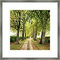 Autumn Lime Tree Avenue In The Cotswold Countryside Framed Print
