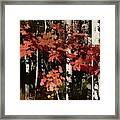 Autumn Red Leaves Framed Print