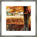 Autumn Shade Beneath The Tree Fx Framed Print