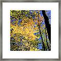 Autumn Splendor Framed Print