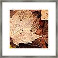 Autumn Tears Framed Print