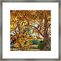 Autumn Trees In The Park Framed Print