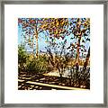 Autumn Trees With Dry Leaves With Shadows On Ground Framed Print