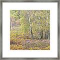 Autumn With Bilberries And Silver Birch Trees Framed Print