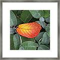 Autumnal Leaf In A Sage Bush Framed Print