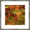 Autumn's Leaves Framed Print