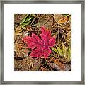 Autumn's Red Star Framed Print