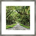 Avenue Of Oaks Framed Print