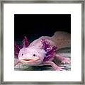 Axolotl Mexican Salamander Portrait Underwater Framed Print