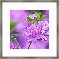 Azaleas Framed Print