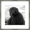 Selfie Portrait Baboon Framed Print