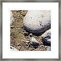 Baby Animals - Toad Framed Print