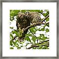 Baby Barred And Mom Framed Print