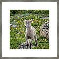 Baby Bighorn Sheep On Mount Evans Colorado Framed Print