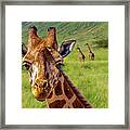 Baby Giraffe Framed Print