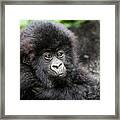 Baby Gorilla Framed Print