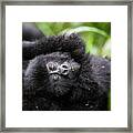 Baby Mountain Gorilla Close-up Framed Print