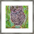 Baby Owl Framed Print
