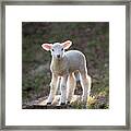 Baby Sheep In The Springtime Framed Print