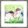 Baby Snuggle Ducklings Framed Print