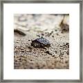 Baby Turtle Framed Print