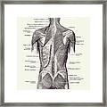 Back And Glutes - Human Muscular System 2 Framed Print