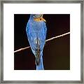 Backyard Bluebird Framed Print