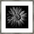 Backyard Flowers In Black And White 52 Flow Version Framed Print