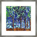 Backyard Trees Framed Print