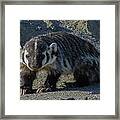 Badger Profile Framed Print