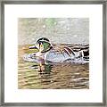 Baikal Teal, A Beautiful And Rare Visitor In Sweden Framed Print