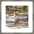 Baikal Teal, A Swinning Beauty And Rare Visitor In Sweden Framed Print