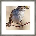 Sparrow Balancing Act Framed Print