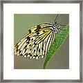 Balancing Butterfly Framed Print